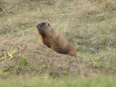 Marmota kastschenkoi