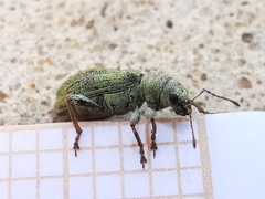Pachyrhinus lethierryi