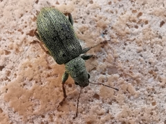 Pachyrhinus lethierryi