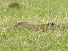 Spermophilus erythrogenys