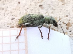 Pachyrhinus lethierryi