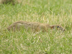 Spermophilus erythrogenys