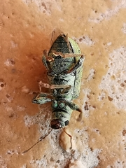 Pachyrhinus lethierryi