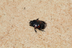 Hister quadrimaculatus