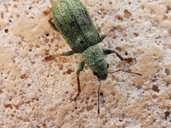 Pachyrhinus lethierryi