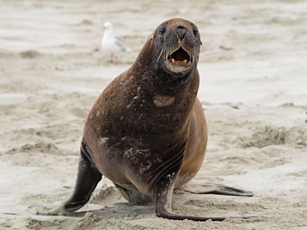 New Zealand Sea Lions