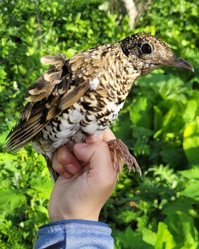 White's Thrush (Zoothera aurea), photo 8