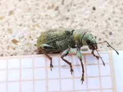 Pachyrhinus lethierryi
