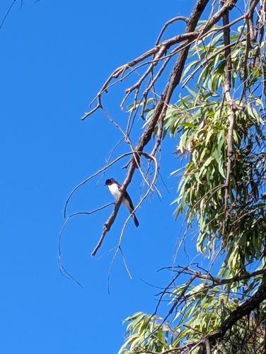 Restless Flycatcher
