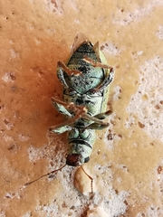 Pachyrhinus lethierryi