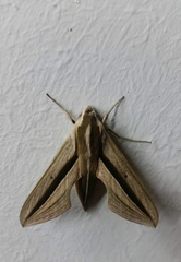 Theretra silhetensis silhetensis