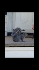 Sciurus carolinensis