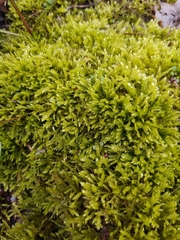 Brachythecium campestre