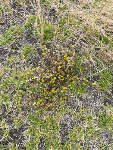 Trifolium dubium observed 2026-06-21