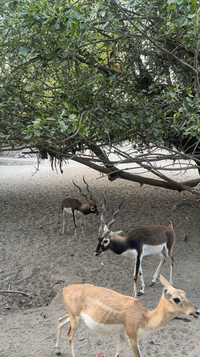 Blackbuck