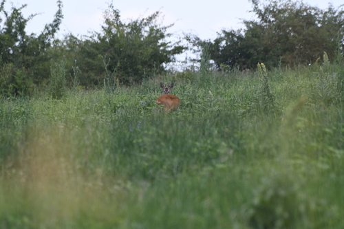 Western Roe Deer