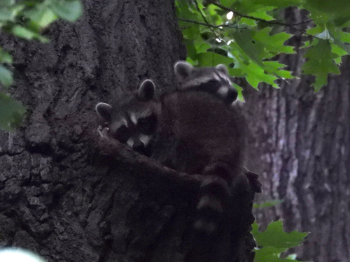 Common Raccoon photographed in Wisconsin