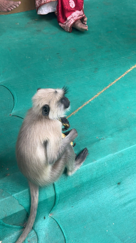 Bengal Sacred Langur