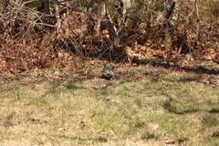 Turdus migratorius image