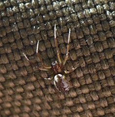 Neriene peltata