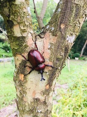 Trypoxylus dichotomus