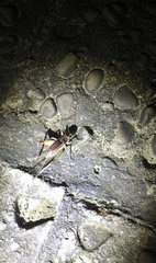 Teleogryllus mitratus