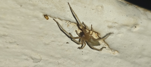 Agrarian Sac Spider