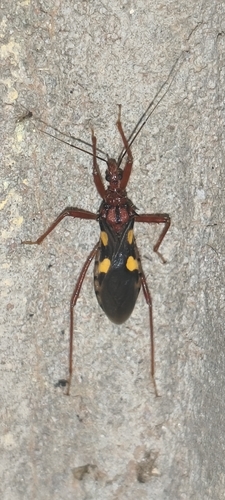 Zelurus nigrolineatus