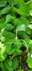 Allium ochotense, photograph (c) Pavel Smirnov, some rights reserved (CC BY)