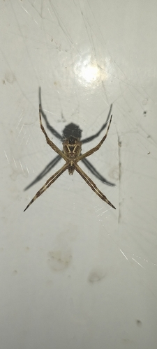 Silver Garden Orbweaver