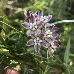 Funastrum