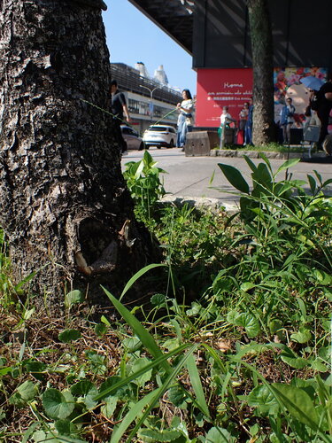 Digitaria radicosa, photograph 1