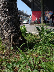 Digitaria radicosa, photograph (c) chiuluan, some rights reserved (CC BY)