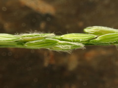 Digitaria radicosa