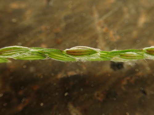 Digitaria radicosa, photograph 5