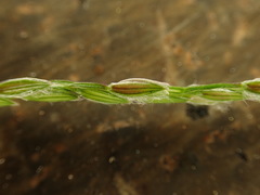 Digitaria radicosa, photograph (c) chiuluan, some rights reserved (CC BY)