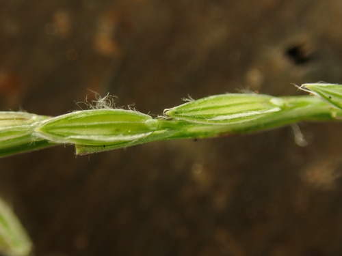Digitaria radicosa, photograph 3