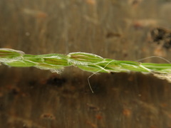 Digitaria radicosa, photograph (c) chiuluan, some rights reserved (CC BY)