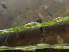 Digitaria radicosa, photograph (c) chiuluan, some rights reserved (CC BY)