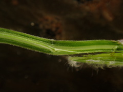 Digitaria radicosa, photograph (c) chiuluan, some rights reserved (CC BY)