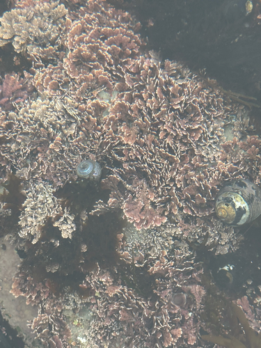 Bossiella plumosa, 2026-06-21