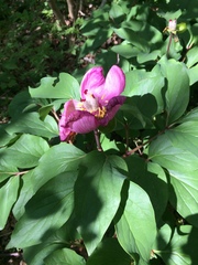 Paeonia
