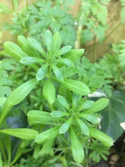 Galium aparine