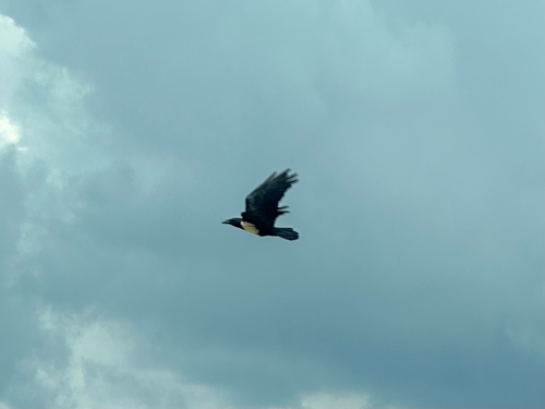 Pied Crow