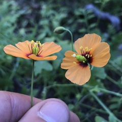 Papaver heterophyllum