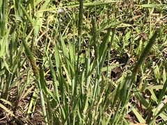 Alopecurus aequalis amurensis