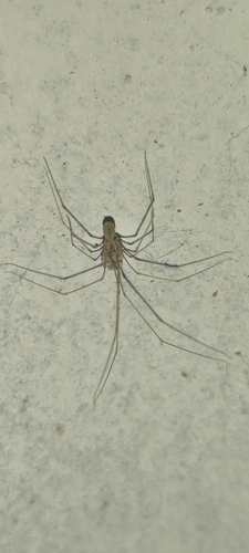 Micropholcus fauroti