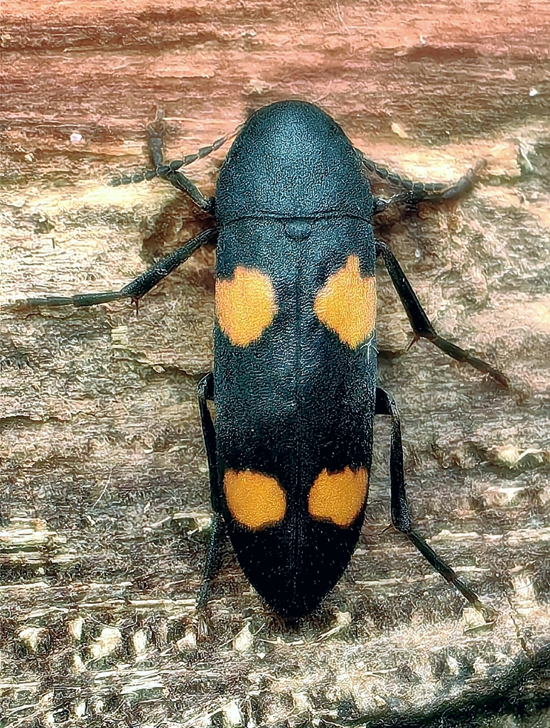 Dircaea australis