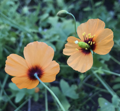 Papaver heterophyllum