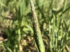 Alopecurus aequalis amurensis
